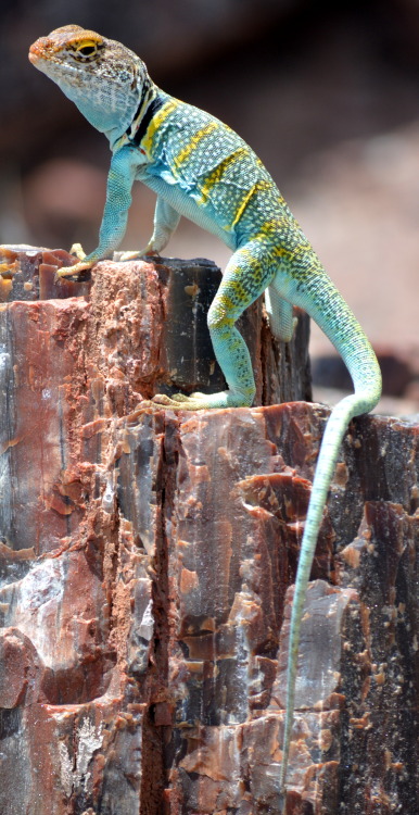 fatchance:  Common collared lizard (Crotaphytus collaris ♂), at Petrified Forest National Park, Ariz