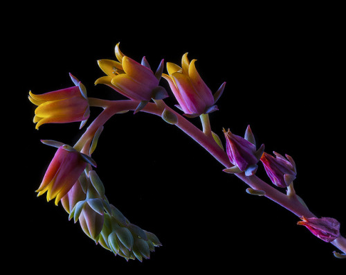 Succulent Flowers On A Stalk by Bill Gracey on Flickr.