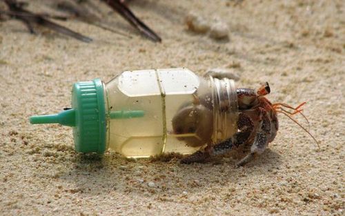 existentialterror: spectrometrie: experimental hermit crabs life… finds a way crabhaus