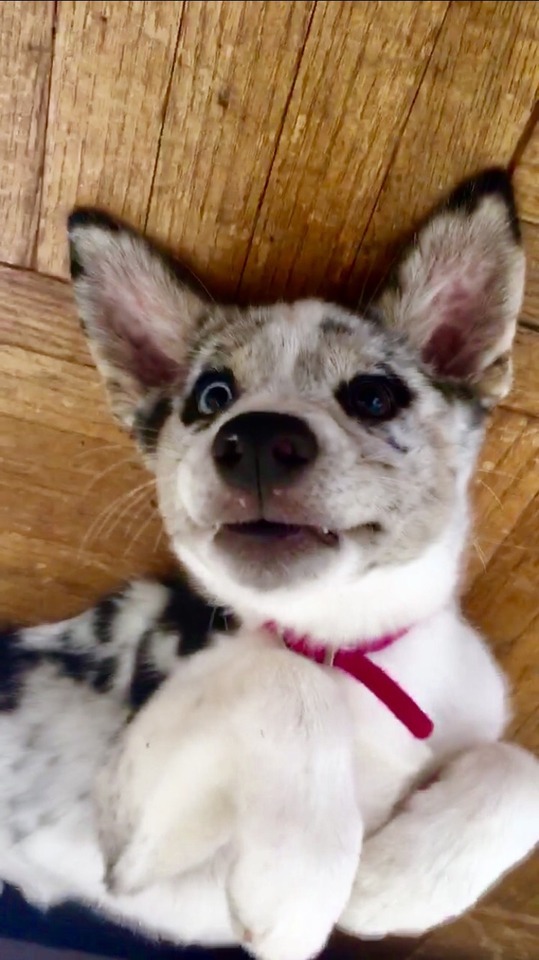 She's An Actual Gremlin