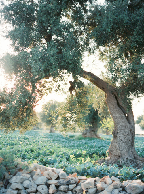 conflictingheart - Masseria Salamina, Puglia, Italy. Brushfire...