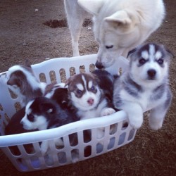 thefluffingtonpost:  10 Pics of Husky Puppies That Will Make You Squee Got Instagram? You’ll want to follow huskypack4 for daily shots of a Siberian husky litter — 10 puppies, in total. They like to hang out in laundry baskets and try to look tough.