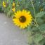 juniessunflower