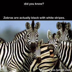 laugh-with-you:  xoangiebunny:  did-you-kno:   Source   I refuse to accept this theory  “Zebras are actually transparent with black and white stripes.”