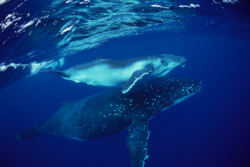 nubbsgalore:mother humpback and her calf. photos by bryant austin and flip nicklin.