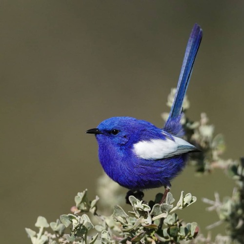 trashzy: White-winged Fairywren