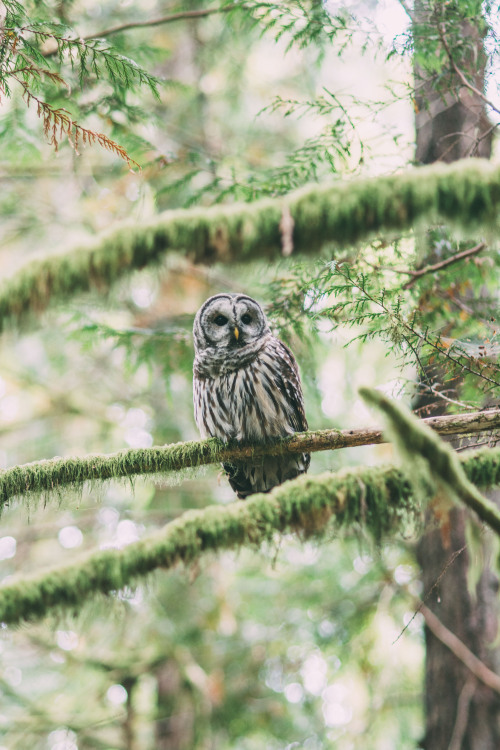 rhiannahoward:Barred Owl, Seabeck, WA