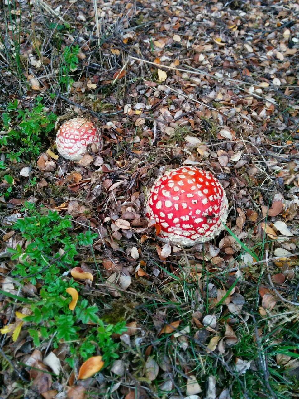 sungodprime:  Shrooms!  