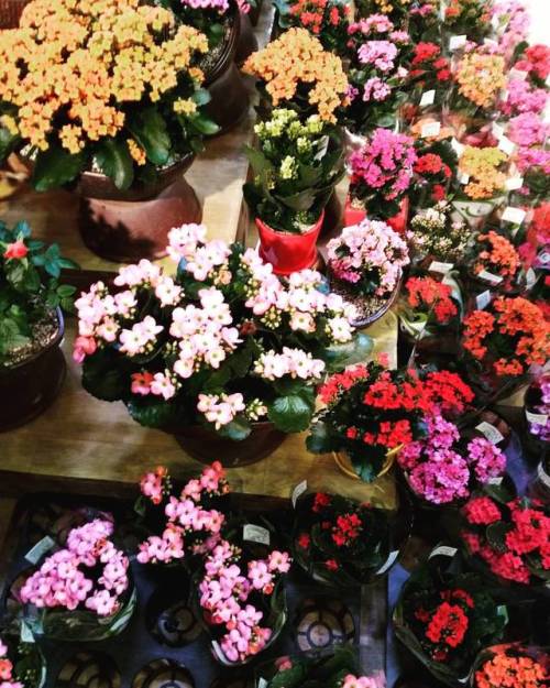  . . #아침고요수목원 #꽃집 #곷 #여행 #영어 #한국어 #hippiekorea #korea #travel #southkorea #gardens #flowermarket #fl