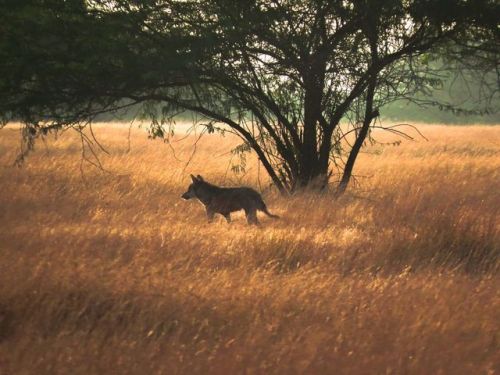 wolveswolves - Indian wolf (Canis lupus pallipes) byKrutarth...