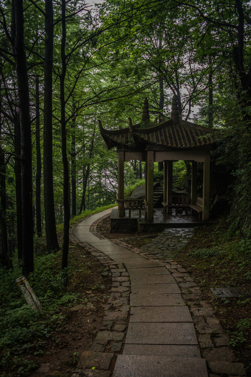 Mogan Mountain, Zhejiang, China By : Lei Han