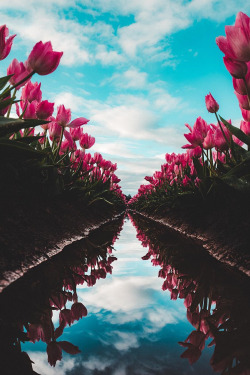 shyone740:  lsleofskye:  Woodburn Tulip Festival