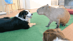 sugarmegan20:  gifsboom: Dog and capybara. [video] [JoeJoe The Capybara]  This is cute, but what is that big thing,   It&rsquo;s a capybara, which is the world&rsquo;s largest rodent. They are native to South America.