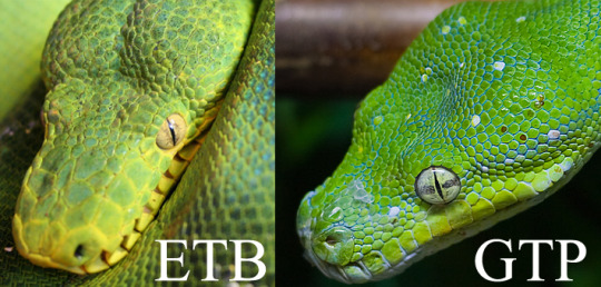 boa vs python tell apart