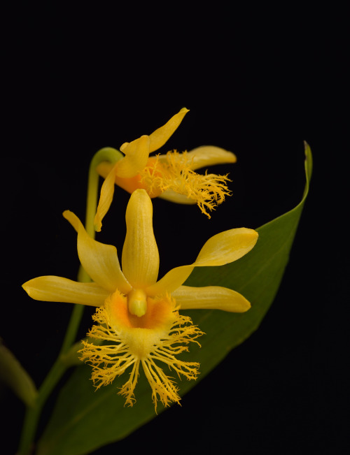 Each of these orchids is a work of art.There are more than 100 stunning blooms featured at the 2017 