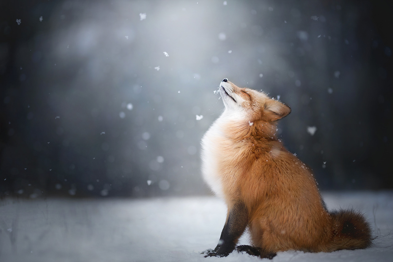 te5seract:   Red Fox Winter Portrait,   Freya The Fox &amp;  Feeling the Winter