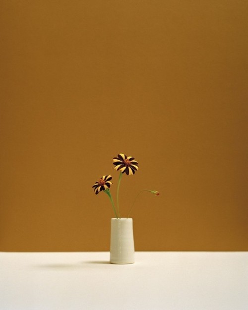 darksilenceinsuburbia - Botanical Portraits by Kate Friendyou...