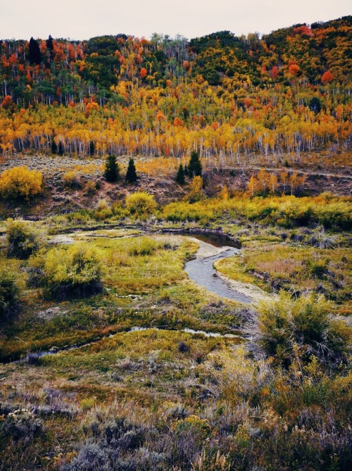 Autumn drives 