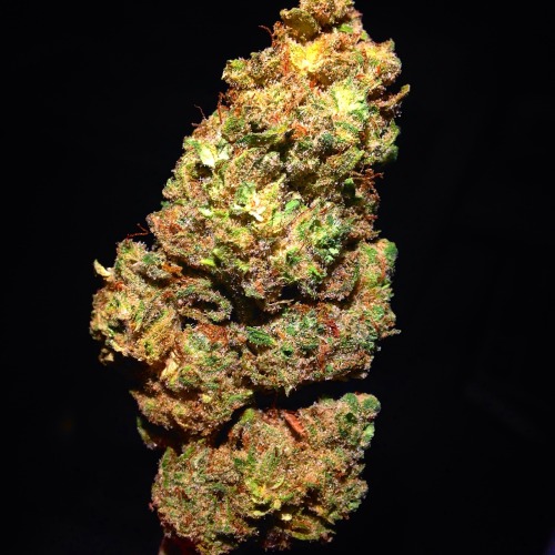 cannabarbie:love me some nug shots seriously…
