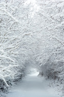 bluepueblo:  Snow Tunnel, Wales photo via