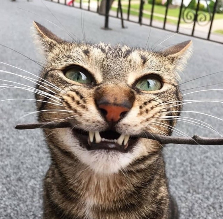 friendly-animals:  Follow me for more cute animals! (: