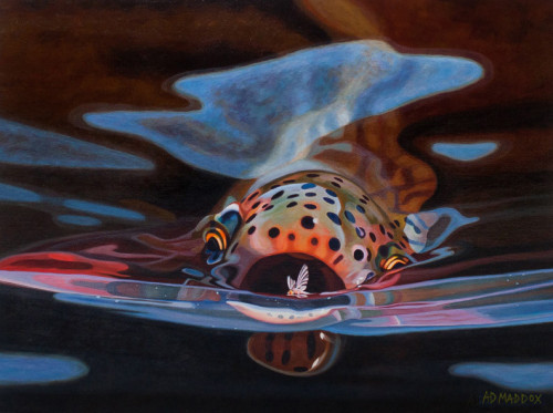 theblackgnats:  The Art of Fly Fishing: A.D. Maddox  Talk long enough with seasoned anglers and even