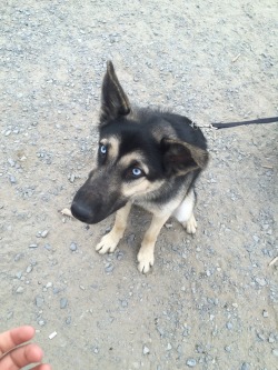 homohomiex:  this dog was so pretty today and his name was blue