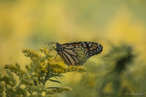 A mature Monarch Butterfly (Danaus plexippus) sips nectar from late summer goldenrodgif by rive