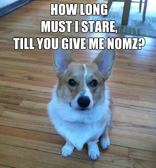 corgiaddict:  Follow finn on his own blog! http://finnthoughts.tumblr.com/image/49154203125