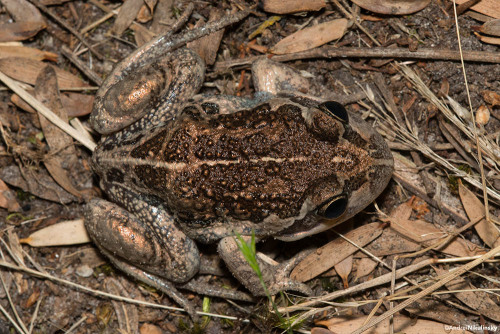 clusterpod:Pobblebonks (Limnodynastes dumerili), AKA Eastern Banjo Frog.These individuals photograph