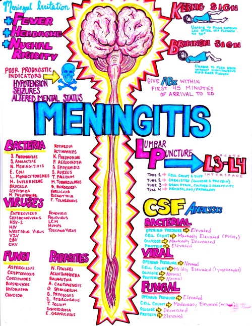dxmedstudent:kaustinhanson:Meningitis!I’m loving the rather… inflammatory looking border :)