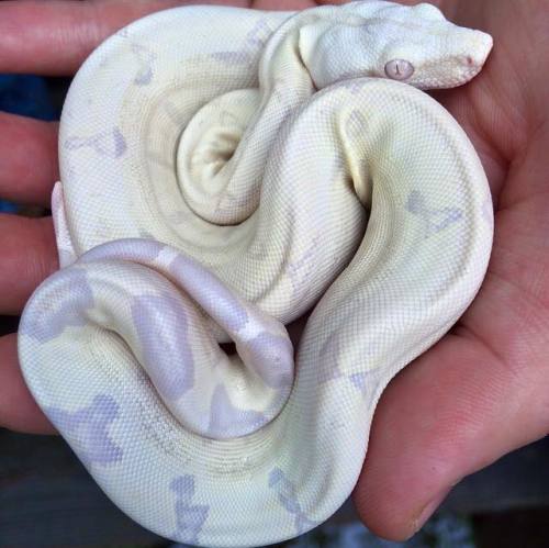 biofaunaexotics:A very happy birthday to our Moonglow litter babies born 3/5/15 and to all of our cl