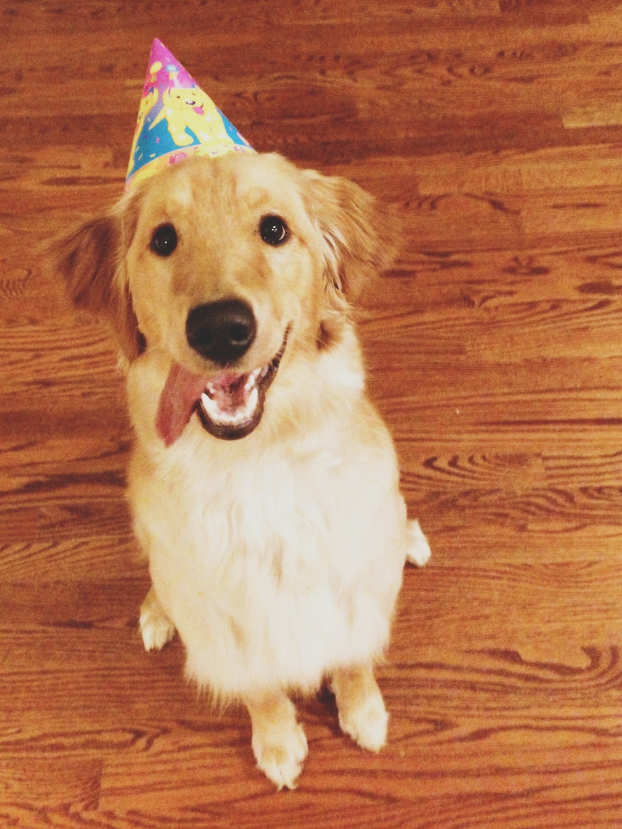 handsomedogs:  My golden retriever, Molly, turned one and got to wear a Lisa Frank