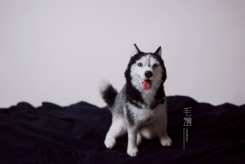 ▋ Husky ( custom-made order )Sculpture approximately 12 x 17 x 19 cm 