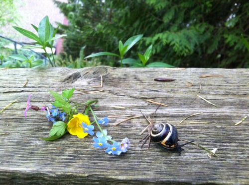peaceful-moon: mouzeron: I gave this cute little shy snail some flowers. ☮ nature aฏ๎๎๎๎๎๎๎๎๎๎๎๎๎๎๎๎