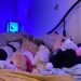 lauryn-order:Last night was a close one. We almost lost @baby-foxx! Thankfully we eventually found her buried under stuffie mountain. Phew! 