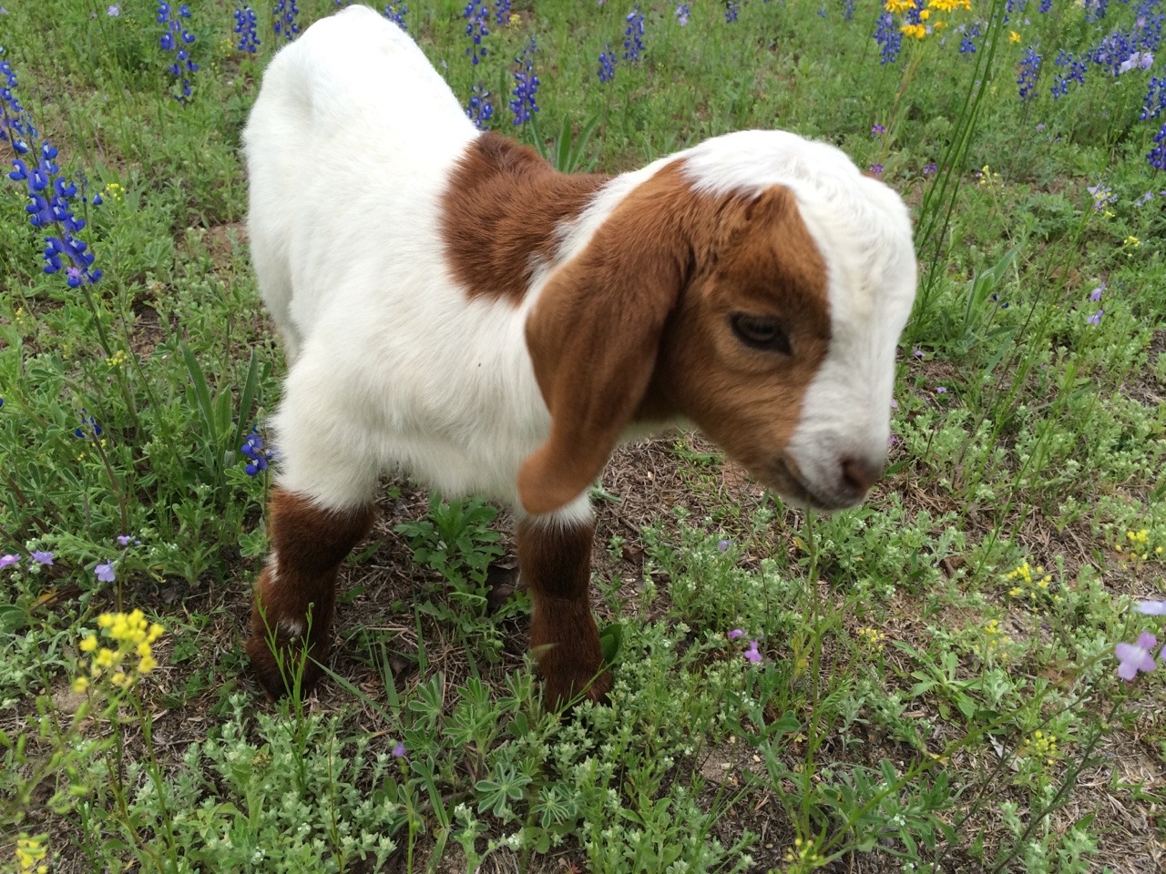 fairy-children:  peanut 💕