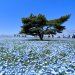 lionfloss:Hitachi Seaside Park (ひたち海浜公園)