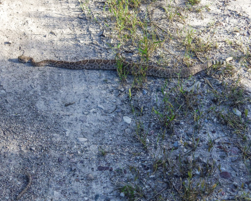 greenmanwest:My “Don’t Tread on Me” moment.  I was hiking near the San Pedro River the other day - I