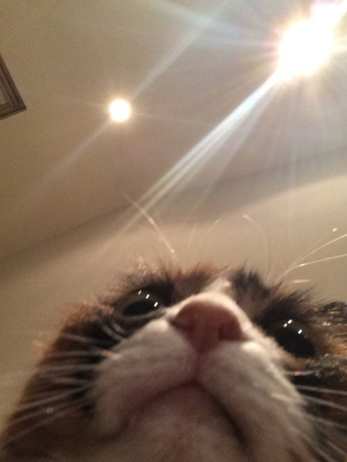 unflatteringcatselfies:this is my cat chumby!