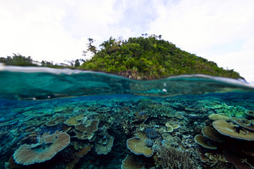 thelovelyseas:  A coral reef of Plate and Staghorn coral beneath a rainforest island by Jason Edwards