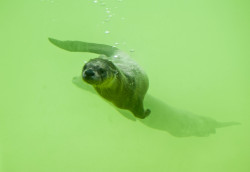 deadcatwithaflamethrower: demad69:  physicsofgridlock:  zooophagous:  North American River Otters  Ok tho real talk. I have been hoarding this post in my drafts since  December 12, 2015 and I finally did what I hoped I could and it turned out fabulous: