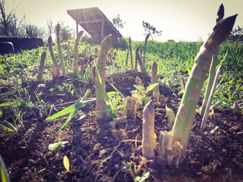 thesilverwheel: Here it comes! Finally green things are coming up in the garden! I’m so happy!!! Las