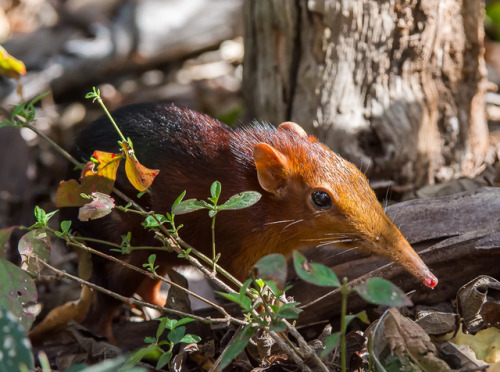 fantasticbeastsandhowtokeepthem: end0skeletal: Black and rufous elephant shrew (Rhynchocyon pet