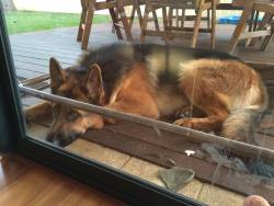 awwww-cute:  He broke his bed but still lays in the frame (Source: http://ift.tt/1Did1Vx)