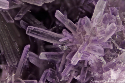 underthescopemineral:  Diaspore, Natrolite AlO(OH),   Na2(Si3Al2)O10·2H2O Locality:Saga 1 Quarry, Sagåsen, Mørje, Porsgrunn, Telemark, Norway Field of View: 5 mm Lilac, prismatic diaspore crystals with clear, prismatic natrolite.   OT. Ljøstad’s