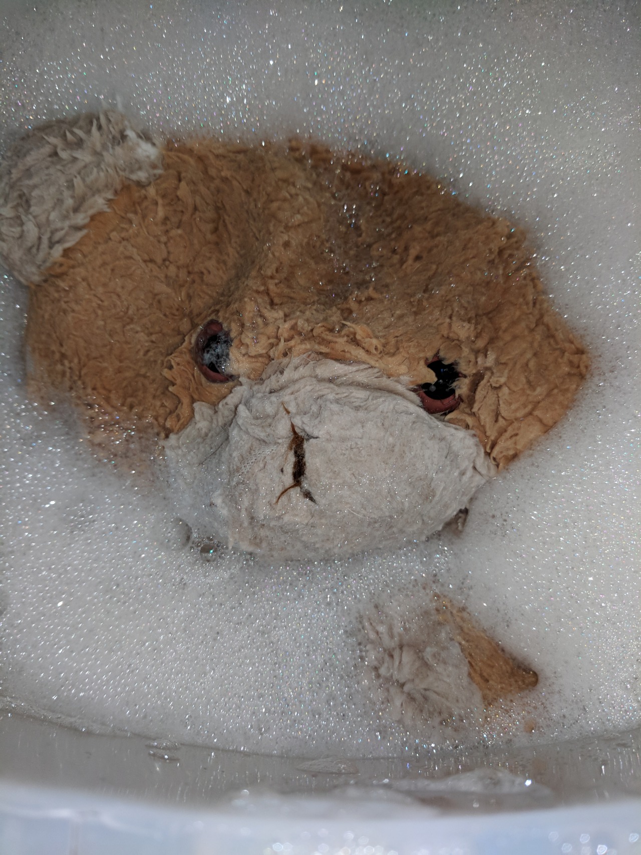 Teddy for Christmas