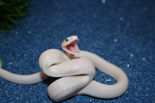 iguanamouth:  bakuryuuha:  THE FACT THAT THERE’S PEOPLE WHO ARE AFRAID OF SNAKES