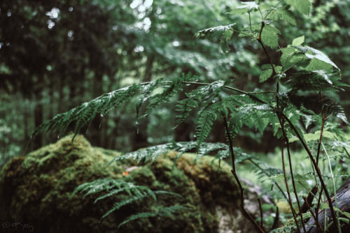 kittvy:In the forest || 07.2017