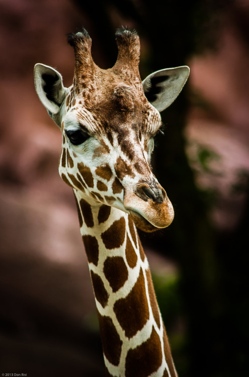 earthandanimals:   Giraffe by Don Risi     